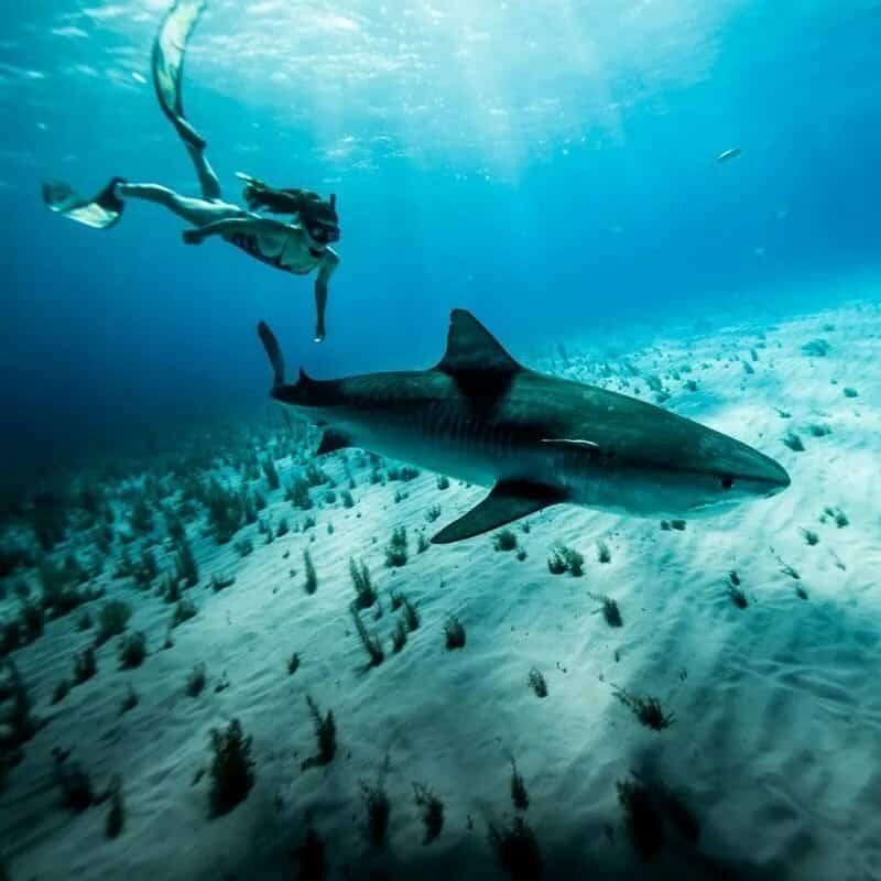photo can sharks smell your period