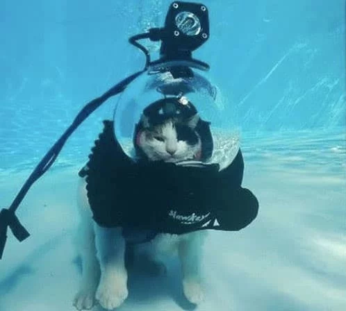 cat dive Diving with Pets